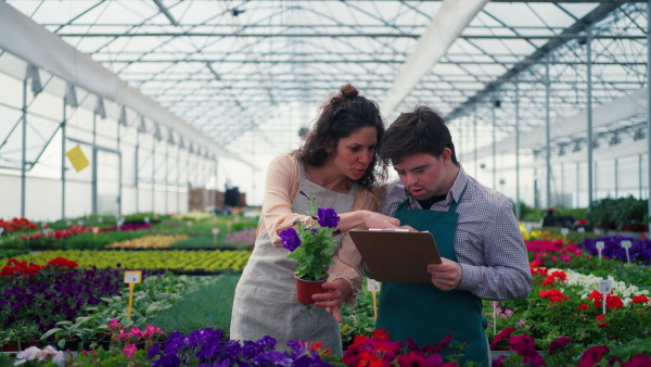 An experienced woman florist helping young employee with Down syndrome to check flowers in garden centre.