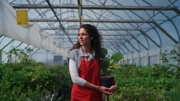 A woman in apron, employee of garden center, taking care of plants and looking at camera at garden centre greenhouse.