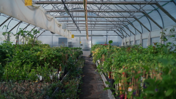 An interior of plastic covered horticulture greenhouse of garden center selling flowers and plants