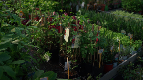 An interior of plastic covered horticulture greenhouse of garden center selling flowers and plants