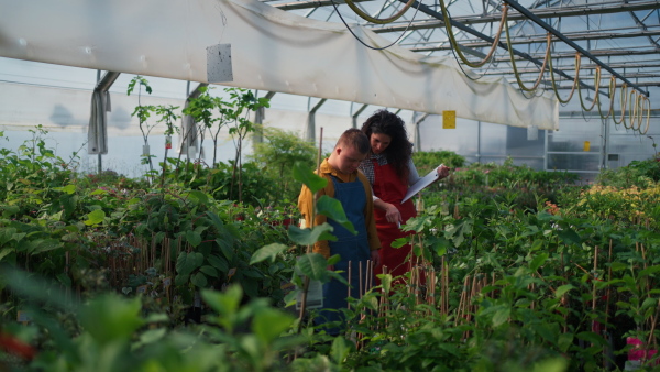 An experienced woman florist helping young employee with Down syndrome to check flowers on tablet in garden centre.