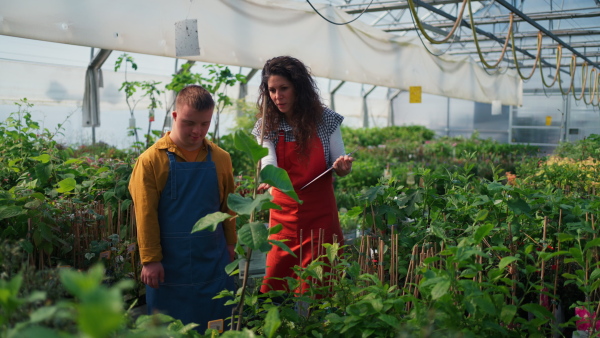 An experienced woman florist helping young employee with Down syndrome to check flowers in garden centre.