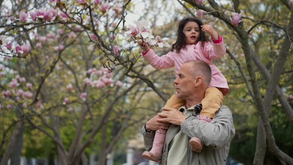 Mature father and little daughter in park. Father carrying joyful girl on shoulders, observing magnolia flowers on tree.