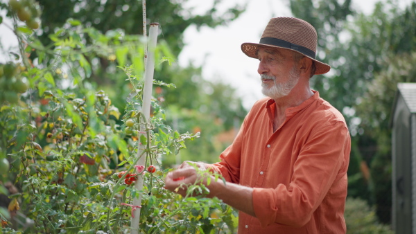 Senior man picking fresh tomatoes in garden. Vertical take.