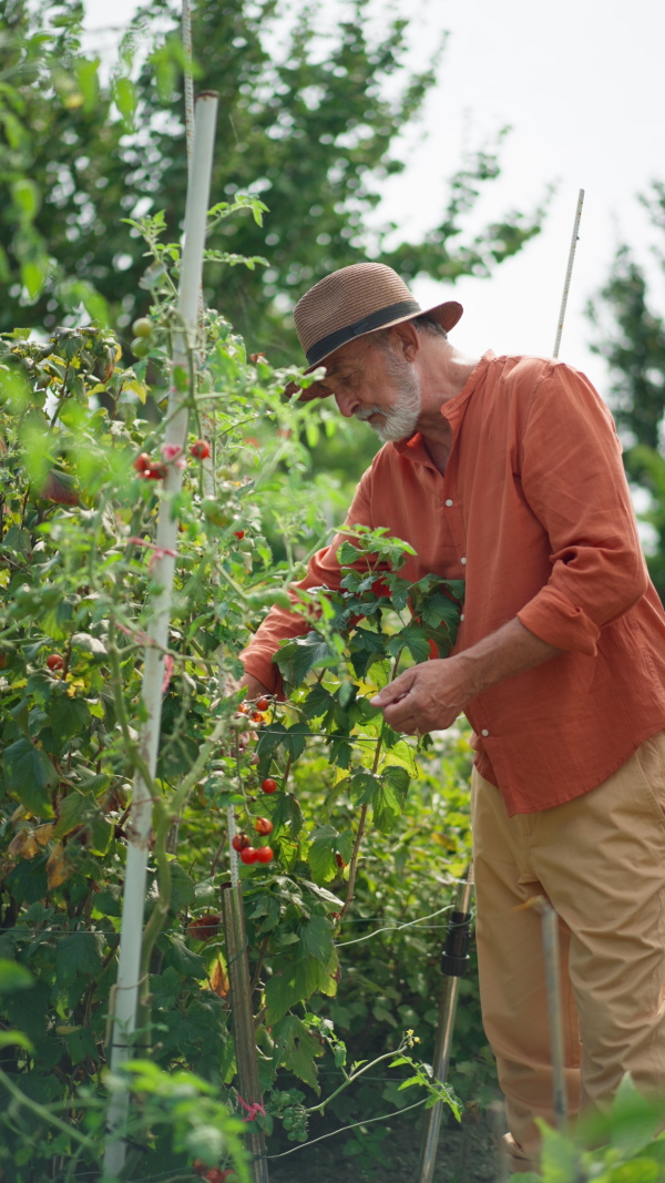 Senior man picking fresh tomatoes in garden. Vertical take.