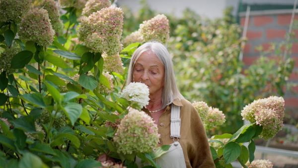 Portrait of senior woman in garden with flowers, looking into camera, smiling.