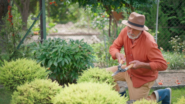 Elderly man cutting bushes in garden with gardening scissors.