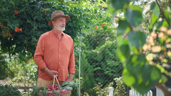 Elderly man in garden, carrying basket with vegetables looking into camera.