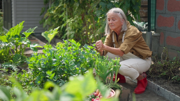 Happy seniorenior woman cutting herbs in garden.