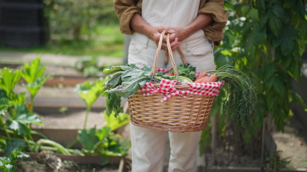 Close-up of elderly woman carrying basket with vegetable harvest in garden, looking into camera.