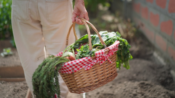 Close-up of elderly woman carrying basket with vegetable harvest in garden, turning into camera.