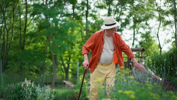 Senior man walking, taking care and checking herbs in his garden during summer day.