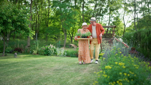 Senior couple harvesting herbs in their garden during a summer evening, walking with tray full of herbs.