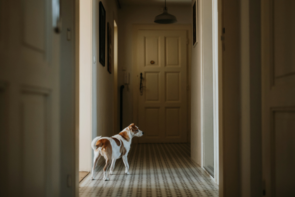 Dog is standing and waiting to be fed, waiting for his master.