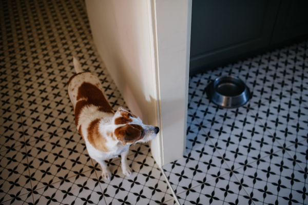 Dog is standing and waiting to be fed., in the kitchen.