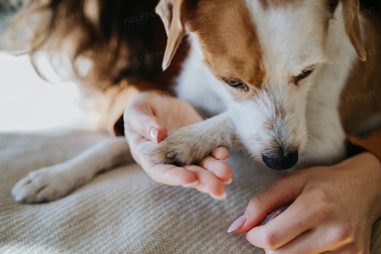 Young woman living alone in apartment. Beautiful single woman lying on bed, petting her dog, enjoying weekend, smiling.