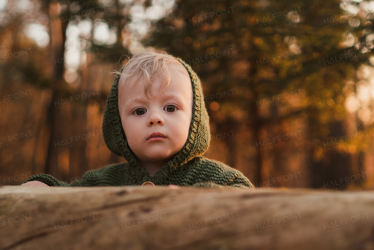 baby boy outdoor autumn portrait. child having fun in red and yellow fall leaves in garden