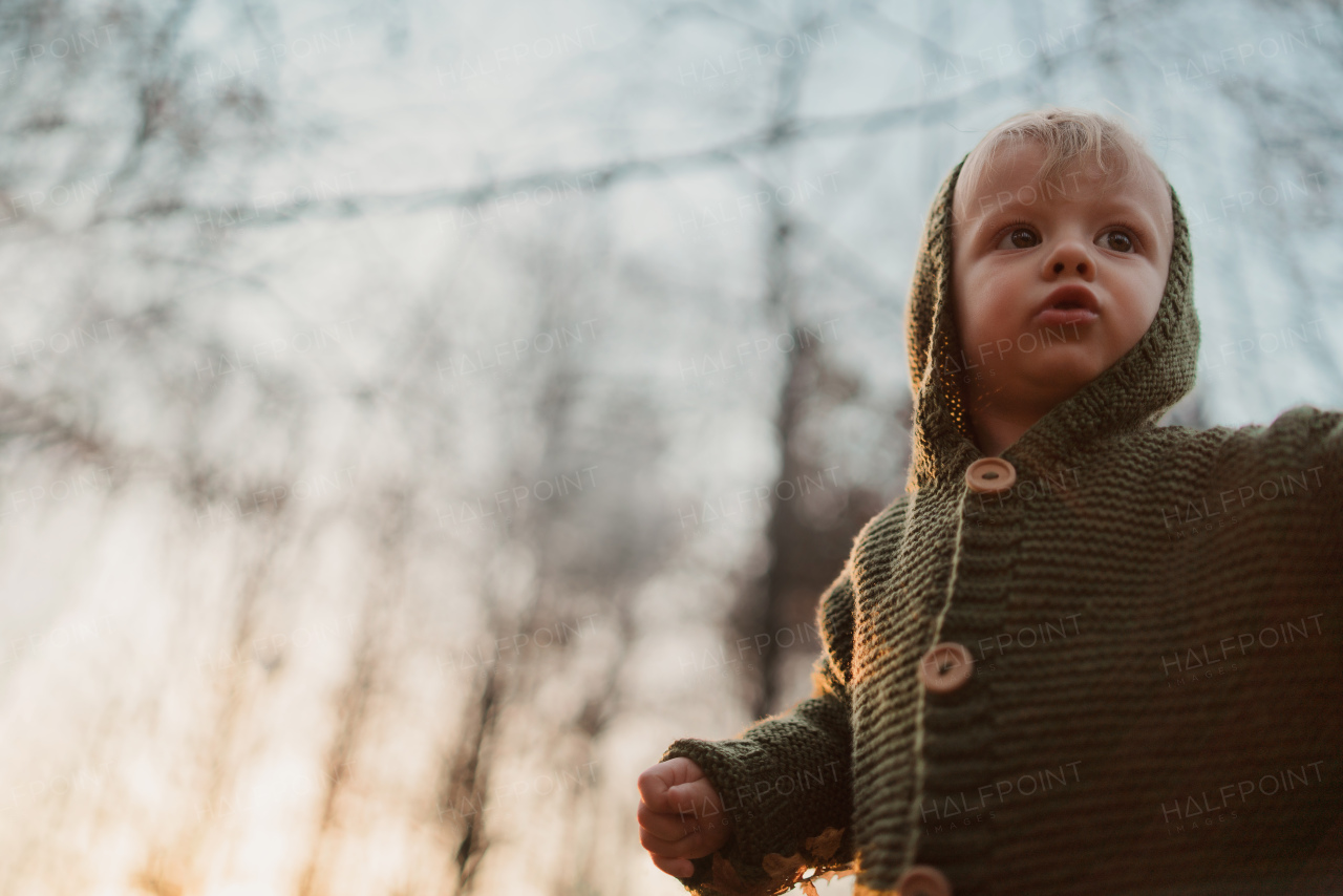 A low angle view of little curious boy on walk in forest, autumn concept.