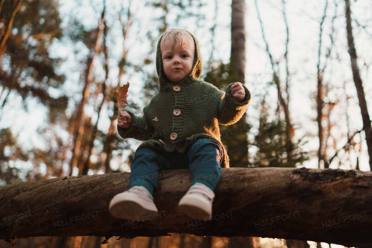 A low angle view of little curious boy on walk in nature, sitting in tree.