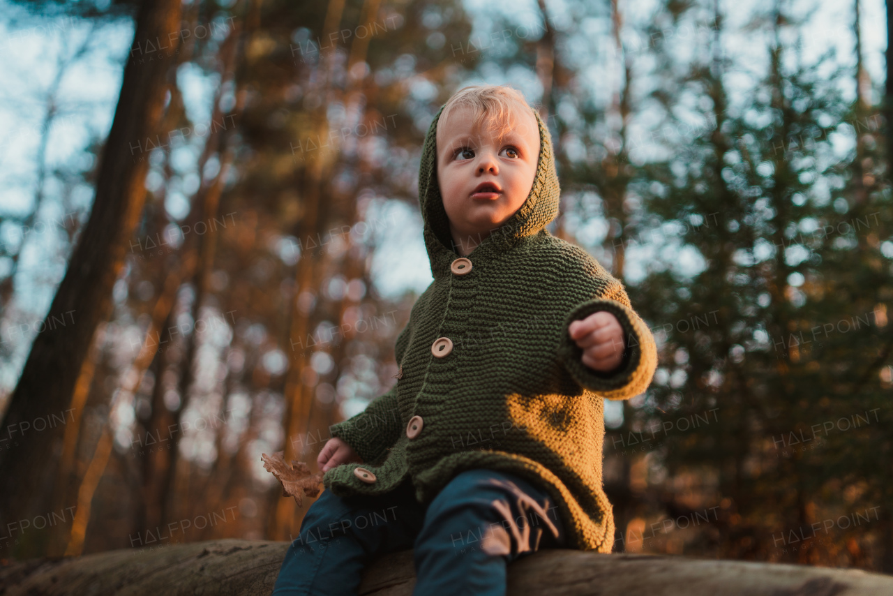 A low angle view of little curious boy on walk in nature