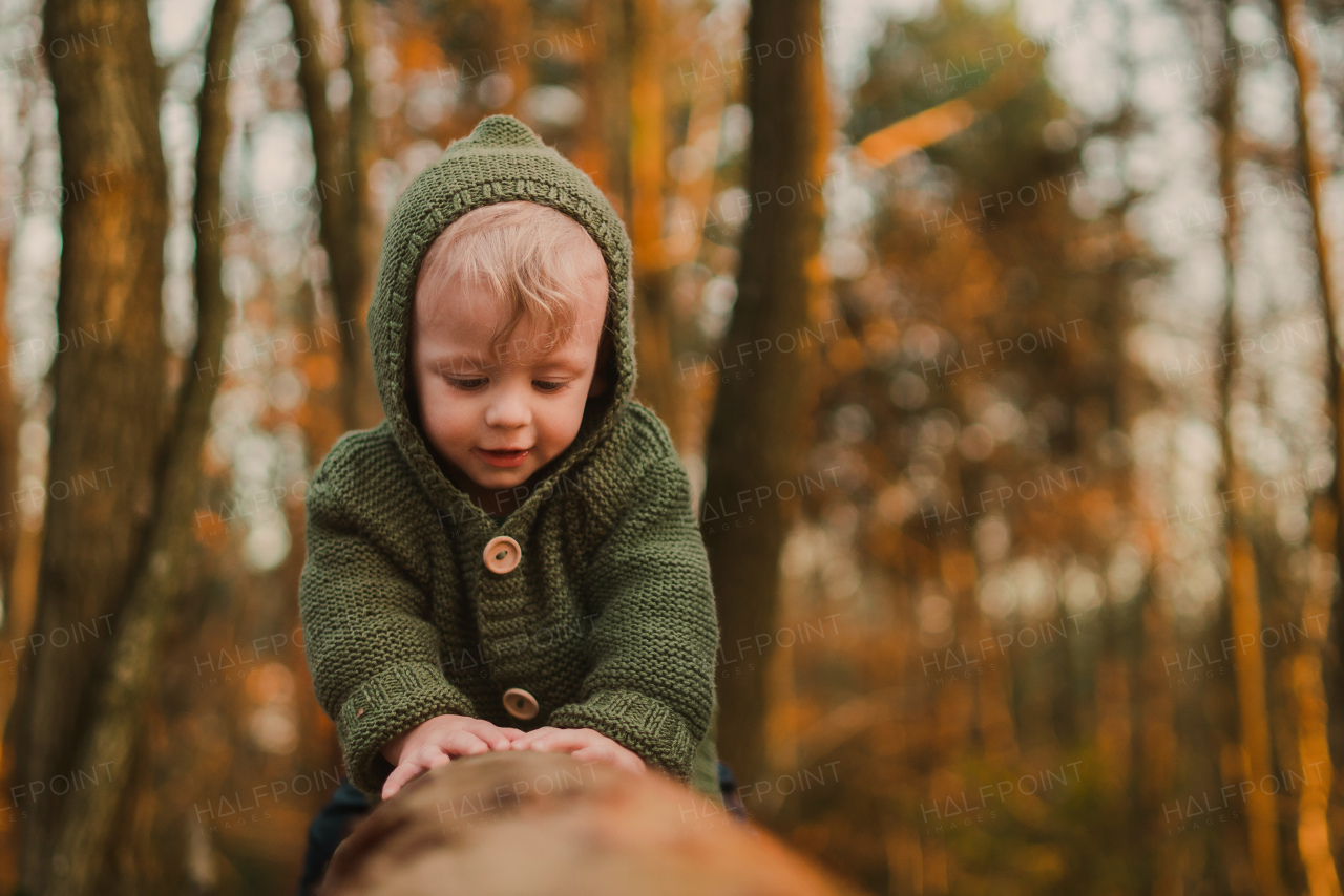 A little curious boy on walk in nature, sitting in tree stump.