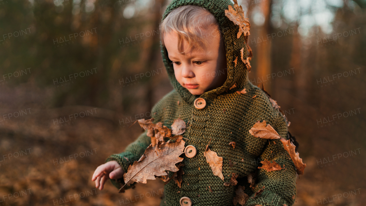 A little curious boy on walk in nature playing with leaves in forest.