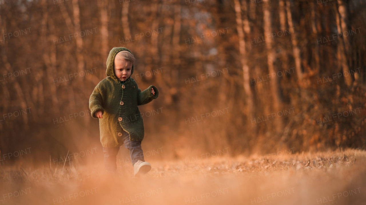 A little curious boy in knitted sweater on walk in autumn nature, looking at camera.