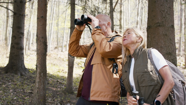 A senior couple hikers outdoors in forest in nature, walking and looking though binoculars.