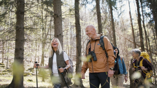 A of group of seniors hikers outdoors in forest in nature, walking.