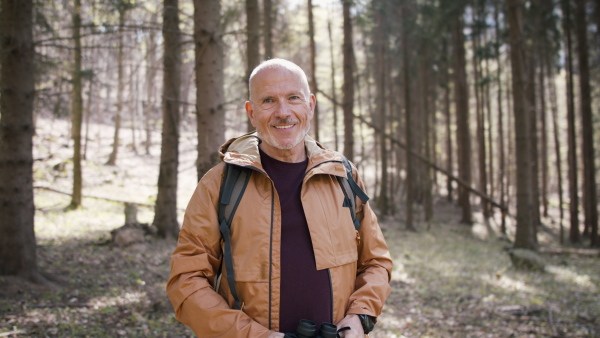 A senior woman hiker outdoors walking in forest in nature, standing and looking at camera.