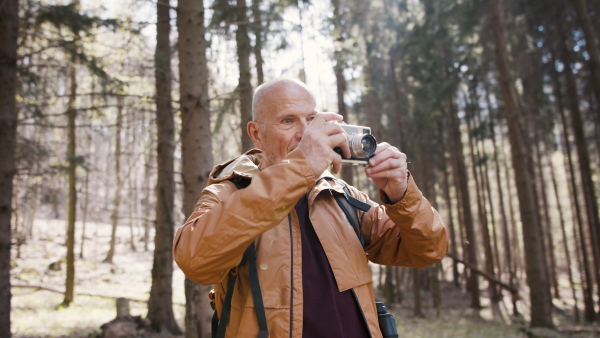 A senior man hiker outdoors walking in forest in nature, standing and taking pictures.