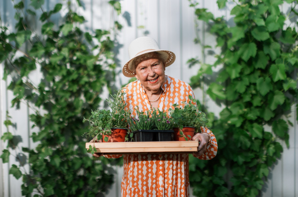 Senior woman harvesting herbs in her garden during sunny summer evening, holding tray with herbs and smiling.