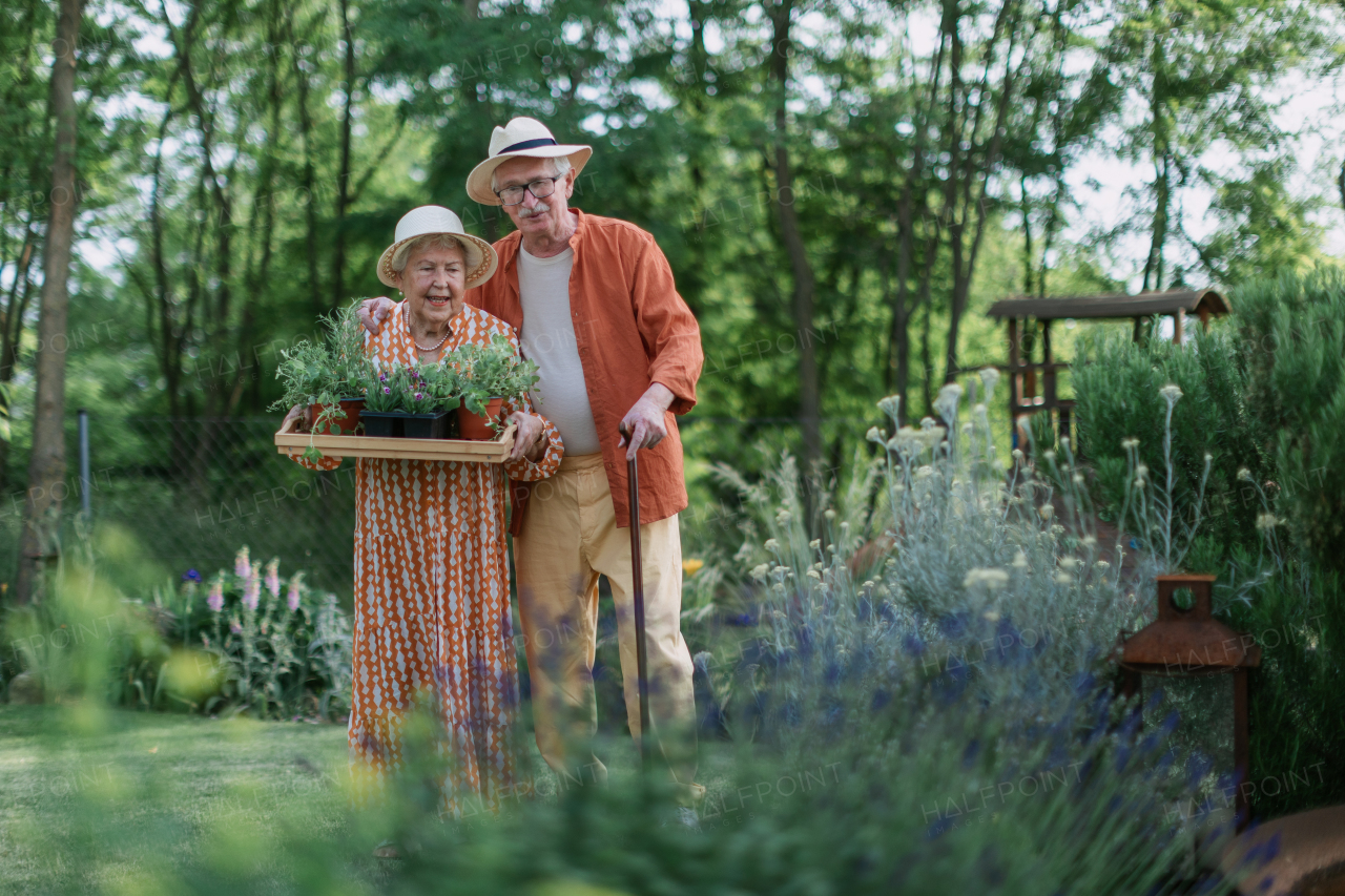 Senior couple harvesting herbs in their garden during a summer evening.