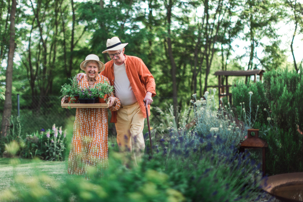 Senior couple harvesting herbs in their garden during a summer evening.