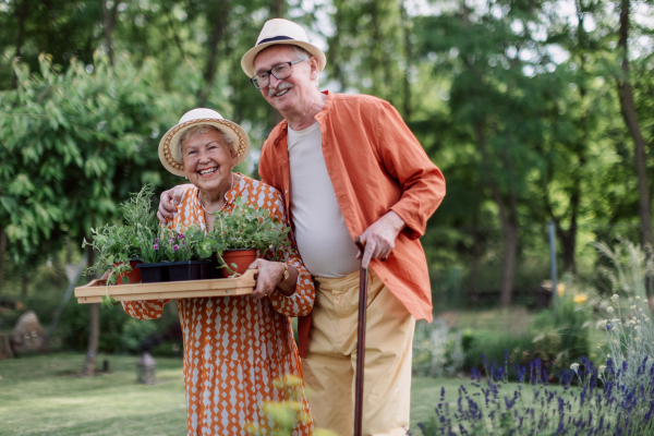 Senior couple harvesting herbs in their garden during a summer evening.