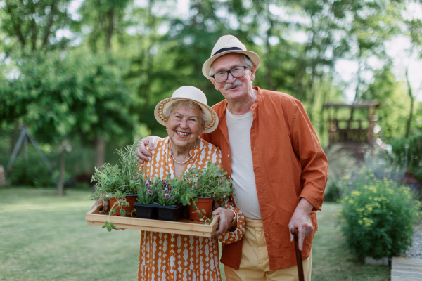 Senior couple harvesting herbs in their garden during a summer evening.