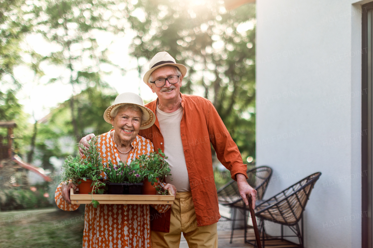 Senior couple harvesting herbs in their garden during a summer evening.