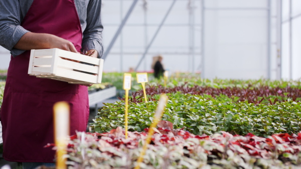 Side view of young colleagues working in garden centre.