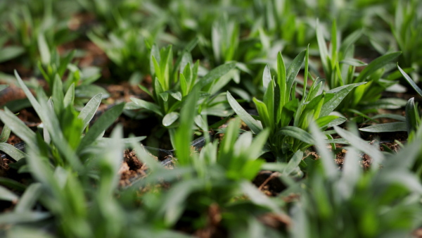 Close up of green plants in garden centre.