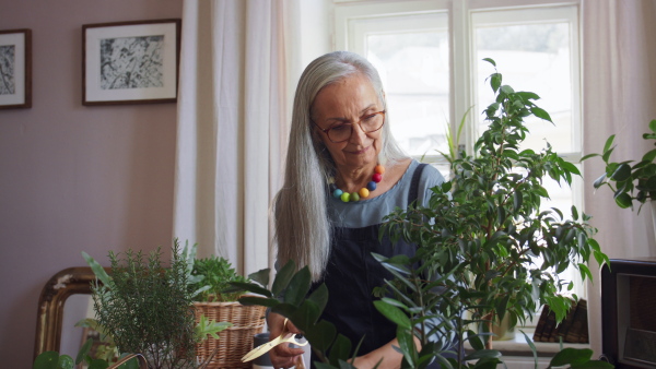 A happy senior woman taking care of plants indoors at home.