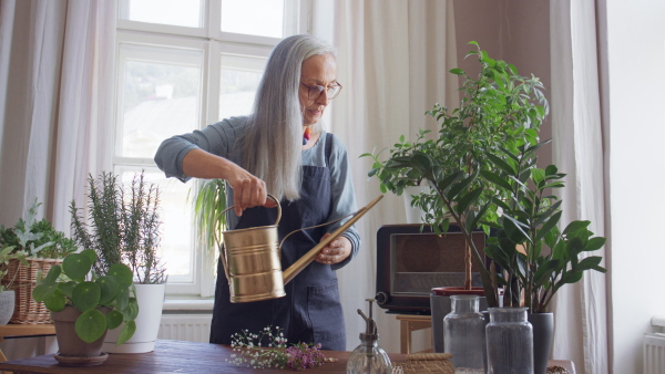 A cheerful senior woman is watering flowers in Livingroom at home.