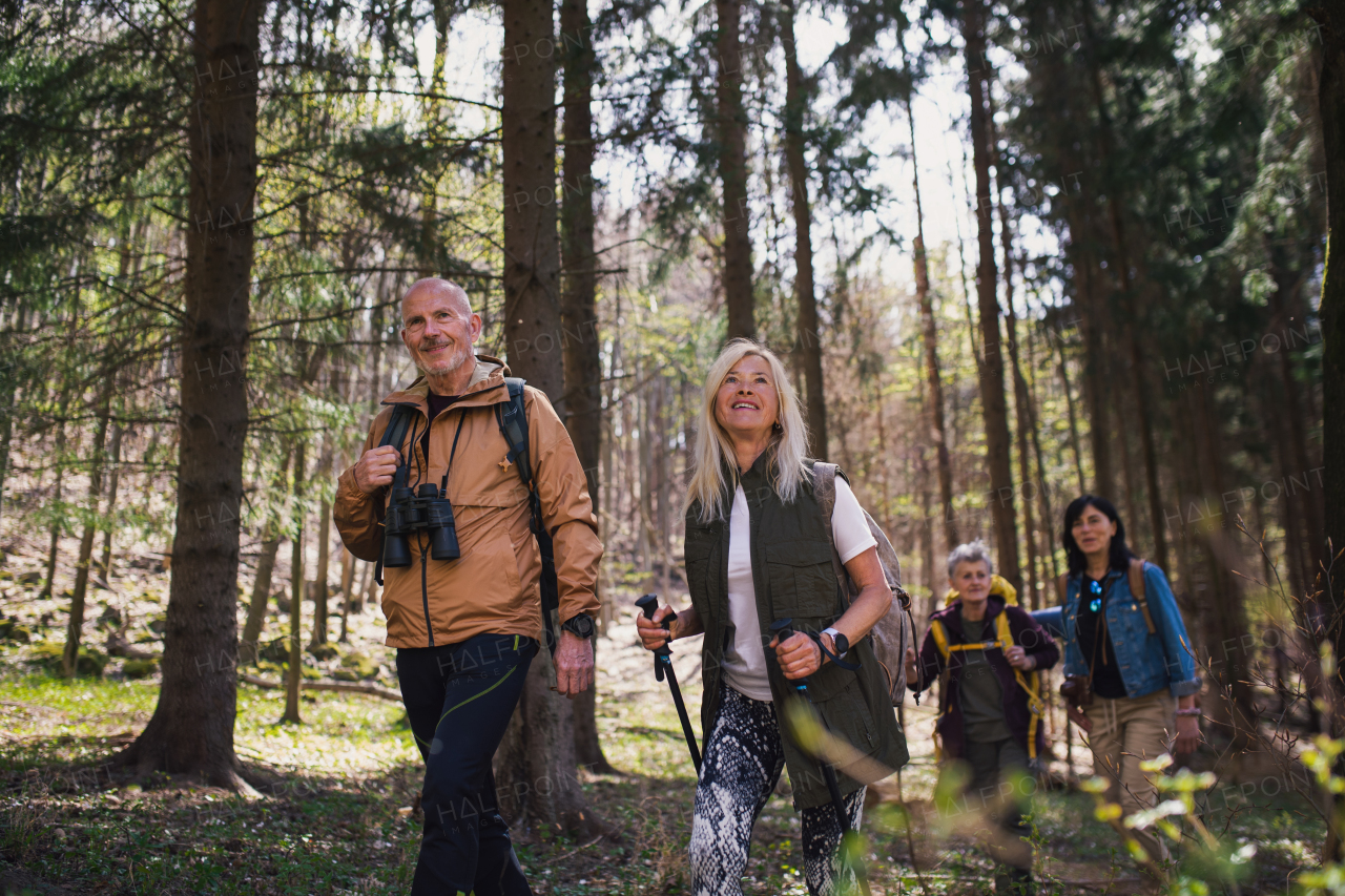 Portrait of group of seniors hikers outdoors in forest in nature, walking.