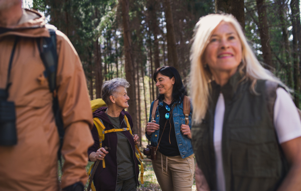 Portrait of group of seniors hikers outdoors in forest in nature, walking.