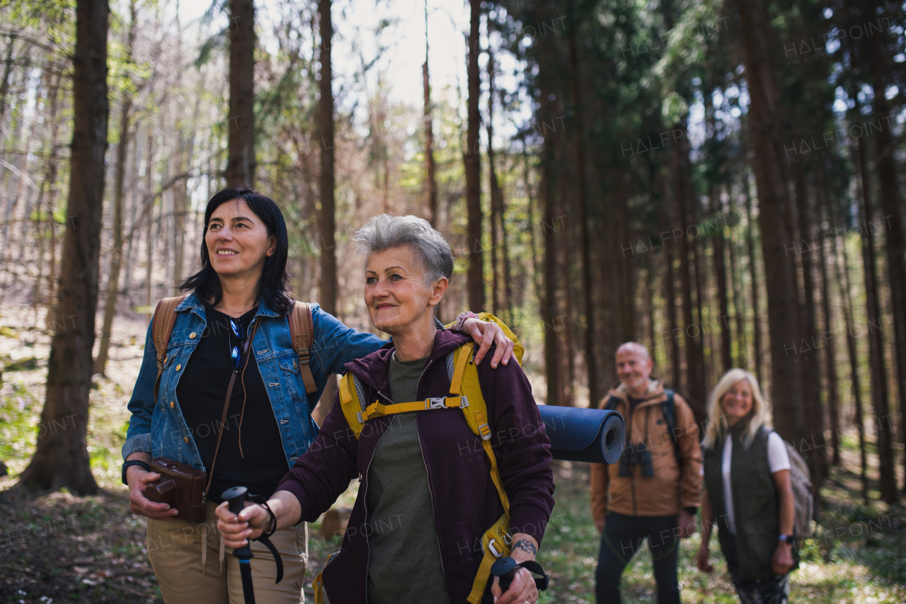 Portrait of group of seniors hikers outdoors in forest in nature, walking.