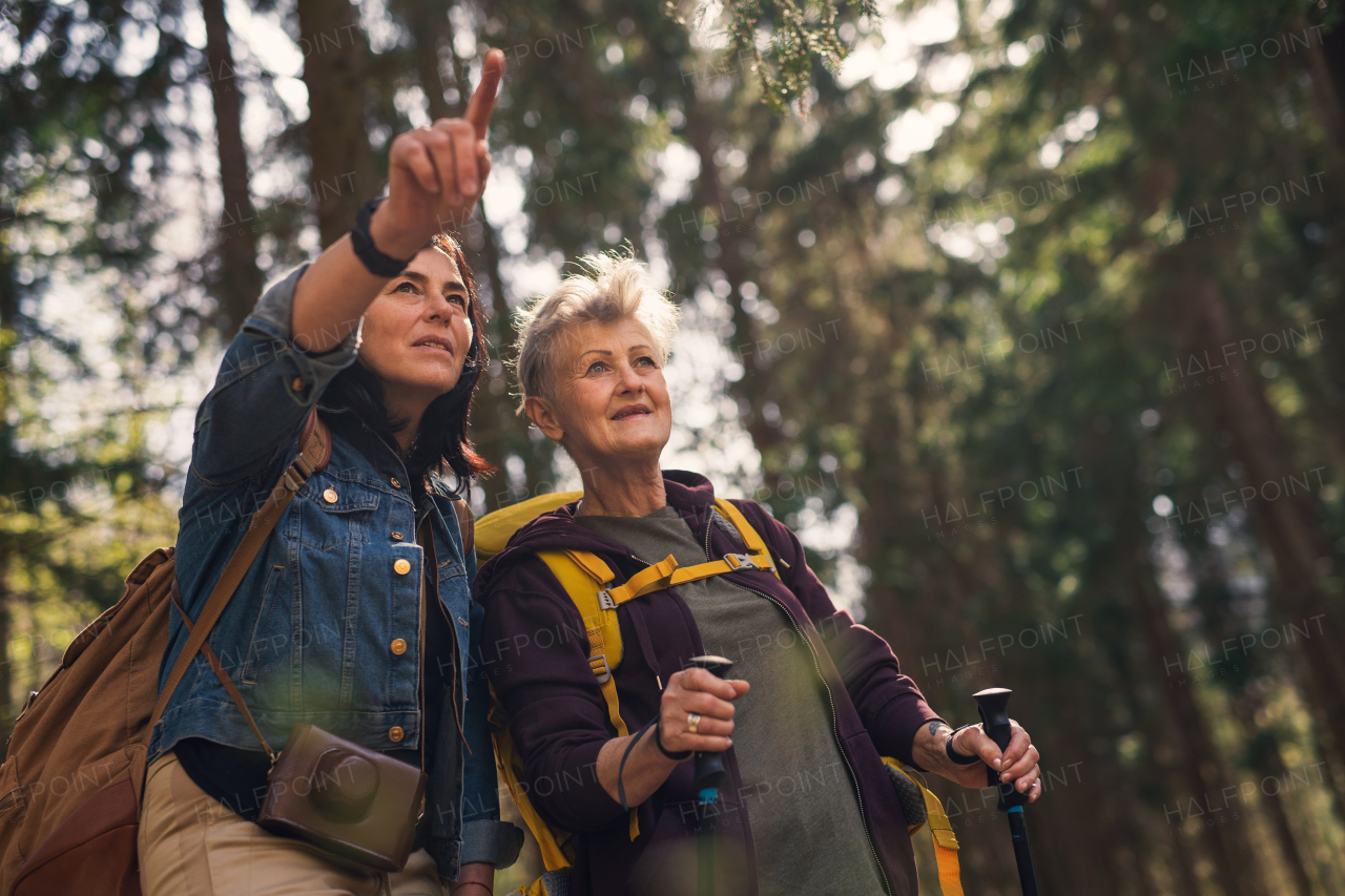 Happy senior women hikers outdoors walking in forest in nature, talking.