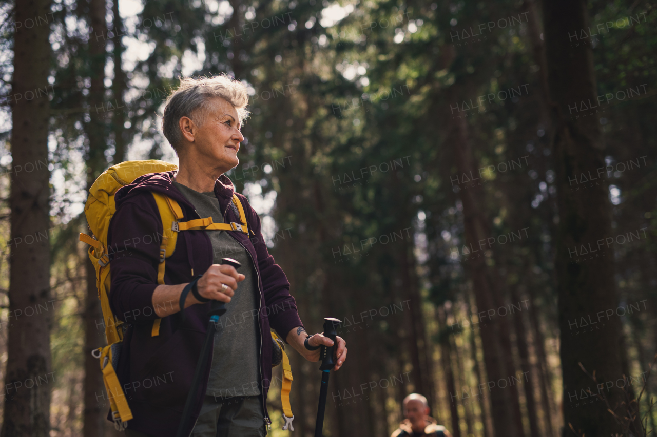 A senior woman hiker outdoors walking in forest in nature, walking.