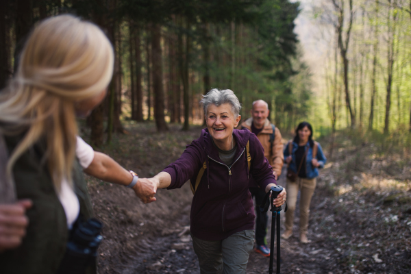 Portrait of group of seniors hikers outdoors in forest in nature, walking.