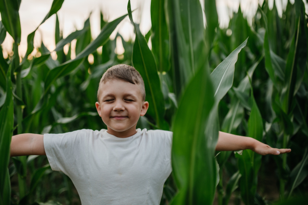 A little boy is standing in the field of corn in summer