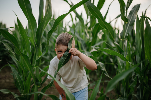 A little boy is standing in the field of corn in summer