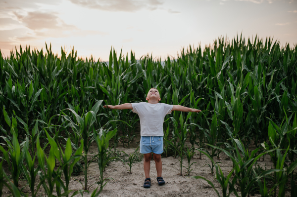 A little boy is standing with arms outspread in the field of corn in summer